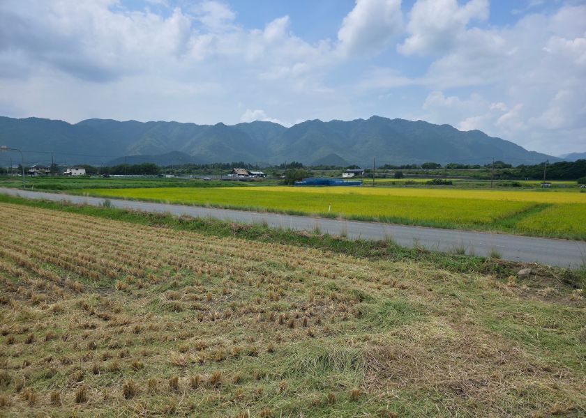 葉月（稲刈り）